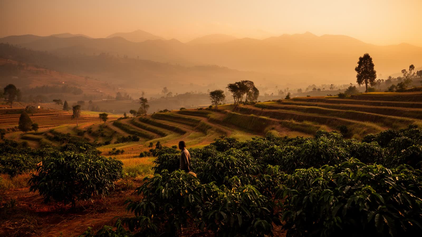 Ethiopian highland farmland at golden hour